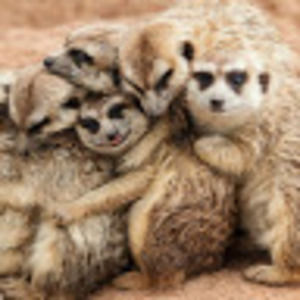 Meet your Posher, Nenetzi